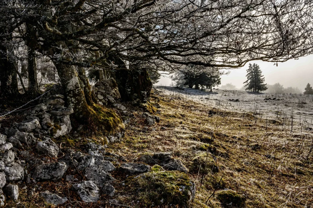 Fangorn