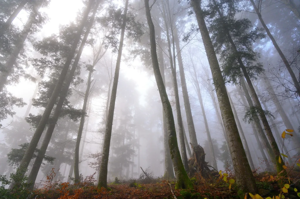 Trees of Life